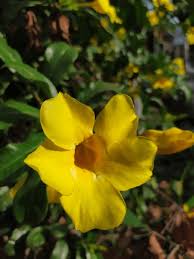 Image result for Allamanda schottii