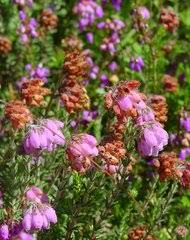 Image result for Erica lanceolifera