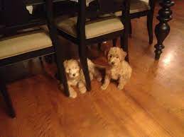 Pregnancy to be confirmed by ultrasound. Pin On Angel The Apricot Goldendoodle