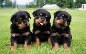 A complete guide to the rottweiler breed, for owners and prospective puppy buyers. Rottweiler Puppies For Sale The Best Of All Home Facebook