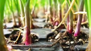 Pasalnya, bumbu yang satu ini memang bisa dianggap sebagai bumbu yang wajib ada di setiap masakan sehingga tak heran jika bawang merah sangat populer, khususnya di kalangan ibu rumah tangga. Cara Sederhana Menanam Bawang Merah Menurut Para Ahli Ulya Days