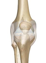 After this video, you should find out how many. Knee Joint Anatomy Pictures And Information