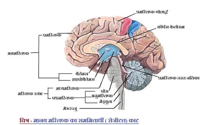 Image result for brain hindi"