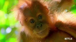 The trailer says we can predict mates in ants based on their genom. Netflix S Our Planet Trailer Reminds Us That S We Re All On One Team