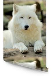 The great collection of white wolf wallpaper for desktop, laptop and mobiles. White Wolf Wallpaper Roll Pixers We Live To Change