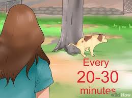 We did not find results for: How To Potty Train A Litter Of Puppies 11 Steps With Pictures