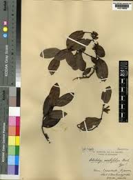 Image result for Artabotrys monteiroae