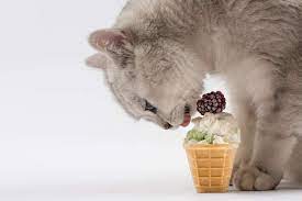 Process as per manufacturer's instructions. Can Cats Eat Ice Cream Is It The Best Sweet Treat
