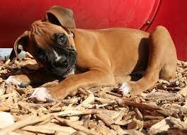 3 Best Beddings For Your Dog House Keep Your Canine Cozy