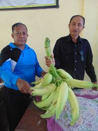 Pisang tanduk memiliki rasa yang agak asam. Pisang Raja Terbesar Di Bima