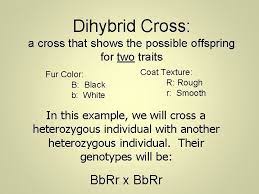 When crossing an organism that is homozygous recessive for a single trait with a heterozygote, what is the. Heredity And Genetics Part Two Dihybrid Crosses Two