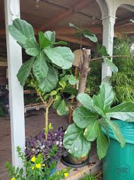 Image result for Ficus pseudomangifera