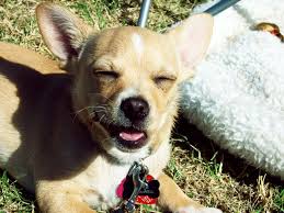 Okay, how much do we love the name chigi, as the bouncy personality of a chihuahua makes an appearance right away! Corgi Chihuahua Mix Corgi Mixes