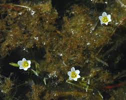 Image result for Cabombaceae