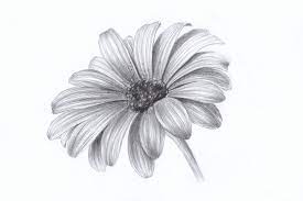 See more of flower drawings on facebook. Daisy By Lelixiana On Deviantart Pencil Drawings Of Flowers Flower Sketches Realistic Flower Drawing