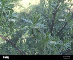 Image result for Suriana