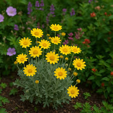 Image result for Erianthemum lanatum