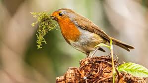 Fühlen sich im garten immer weniger zu hause. Heimische Gartenvogel Bilder Haufig Vorkommender Arten Ndr De Ratgeber Garten