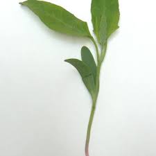 Image result for Hermbstaedtia scabra