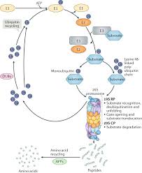 Proteasome is a protein complexes which degrade unneeded or damaged proteins by proteolysis. Regulation Of Proteasome Assembly And Activity In Health And Disease Nature Reviews Molecular Cell Biology