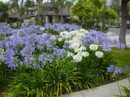 Image result for Agapanthus praecox