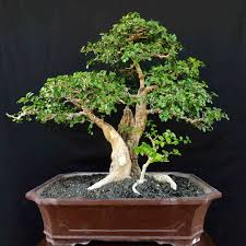 Pohon Serut Taksonomi Habitat Ciri Jenis Keunikan Favorit Bonsai
