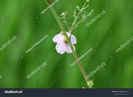 Image result for Urena lobata