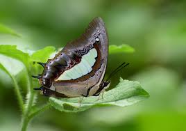 Image result for Polyspatha oligospatha