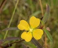 Image result for Ludwigia erecta