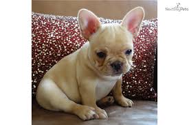 If you are looking to adopt or buy a frenchy take a look here! Puppies For Sale From Poetic French Bulldogs Member Since July 2008