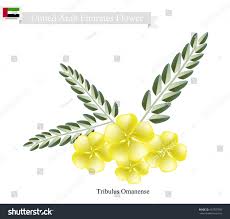 Image result for Tribulus zeyheri