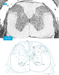 Leguminoasele, aproape toate soiurile de nuci şi soia. Atlas Of The Rat Spinal Cord Sciencedirect