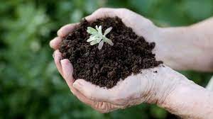 Another option is to add chelated iron or iron sulfate in liquid form by spraying the leaves of the plant. Must Reads The One Gardening Mistake You Can T Afford To Make Los Angeles Times