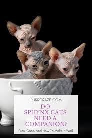 They are at their happiest in the presence of their pet parents and remain notably affectionate and loyal to their. Do Sphynx Cats Need A Companion Purr Craze