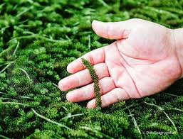 Selain itu, rumput laut juga memiliki sejumlah nutrisi baik, antara lain asam amino esensial, antioksidan, mineral, trace element, serat, dan asam lemak tak jenuh ganda. Bisa Menurunkan Berat Badan Inilah 4 Manfaat Rumput Laut Untuk Kesehatan