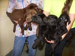 Lab puppies for adoption in tn. Labrador Retriever 3 Cute Lab Pups Medium Baby Male For Sale In Dyersburg Tennessee Classified Americanlisted Com