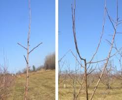 Thinning and heading to keep it small. Pruning Cooperative Extension Tree Fruits University Of Maine Cooperative Extension