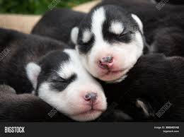 Lovely Newborn Husky Image Photo Free Trial Bigstock