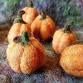 Needle Felted Pumpkins event image