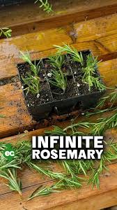 Image result for rosemary pruning