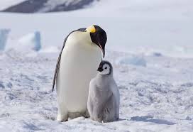 This movie will have you laughing one minute and crying the next. Interesting Facts Information About Penguin For Kids