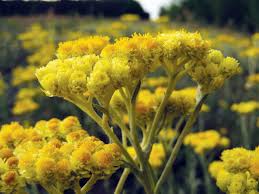 Image result for Helichrysum aureum
