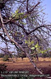 Image result for Helixanthera garciana