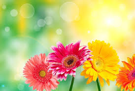 Maybe you would like to learn more about one of these? Images Flowers Beautiful Flowers Free Download Wallpaper Flickr