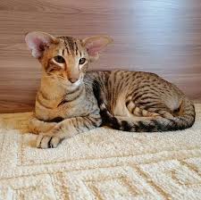 orientalnye kotyata on instagram tresli pri hozyaevah idealnyj krasavec shenyachij harakter lyubopytnyj aktivnyj vsegda gotov igrat tres majonez my ego