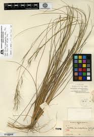 Image result for Aristida bipartita