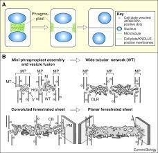 Cytoplasmic division begins during or after the late stages of nuclear division in mitosis and meiosis. Plant Cytokinesis Motoring To The Finish Sciencedirect
