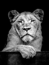 Black And White Lion And Lioness Picture Saarblende Photography Portrait Of A Lioness Saarblende Photography Portrait Of A Lioness In 2020 Black And White Lion Lion Photography Animal Photography