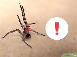 Sie wird als giftigste spinne der welt angesehen. Eine Brasilianische Wanderspinne Erkennen Wikihow