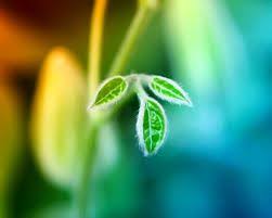 De Intelligentie Van Planten En Hoe Ze Met Elkaar Communiceren Wetenschapper J C Cahill Laat Ons Het Geheime Leven Van Plant Life Beautiful Wallpapers Nature